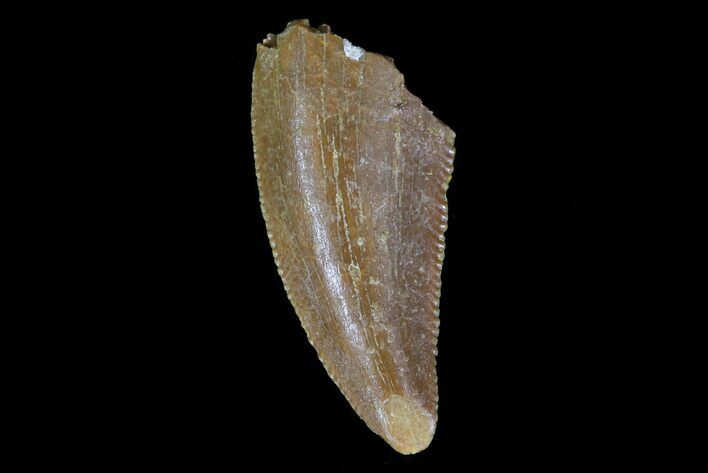 Raptor Tooth - Kem Kem Beds, Morocco #76254